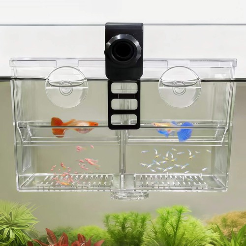 Dual chamber aquarium fish - aquarium,