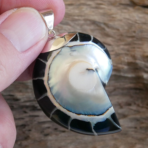 Large black nautilus shell - large,