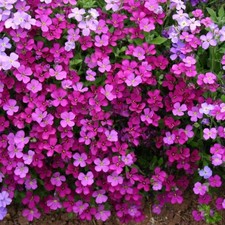 Aubrieta plug plants garden