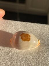 Seashell - Cypraea Diauges - Diauges cowry 30mm