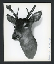 Mounted Taxidermy Deer Head