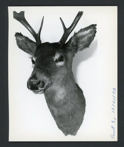 Mounted taxidermy deer - taxidermy, head
