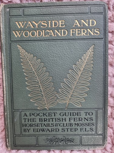 Wayside and woodland - woodland, ferns