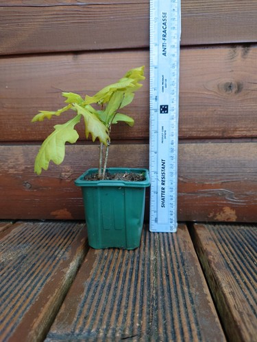 Oak tree sapling - (green, pot)