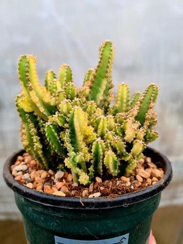 Acanthocereus tetragonus