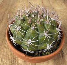 Gymnocalycium Saglionis | Large - Indoor Plants | 15cm Pot | Rare
