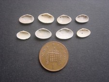 8 Bartonian Eocene Elliptotellina ambigua Tellinidae Barton Beds England