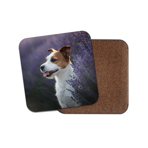 Cute jack russell - coaster,