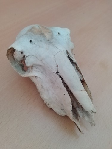 Sheep skull - sheep,