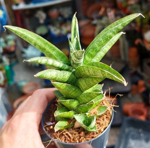Sansevieria tough lady - sansevieria, 'tough