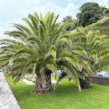 2 - 3 ft Phoenix Canariensis