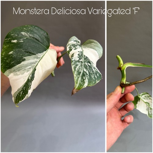 Monstera deliciosa albo - monstera, albo/