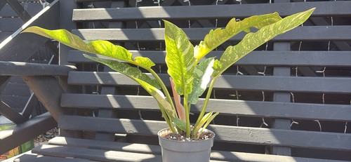 Philodendron ring fire - philodendron,