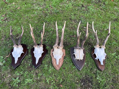 Nice roe deer - 5x,