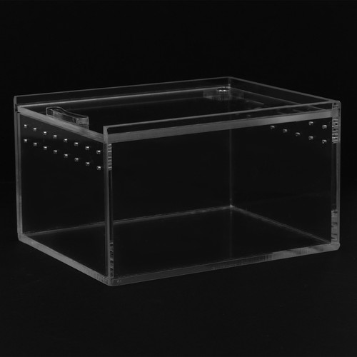 Reptile box spider - reptile,