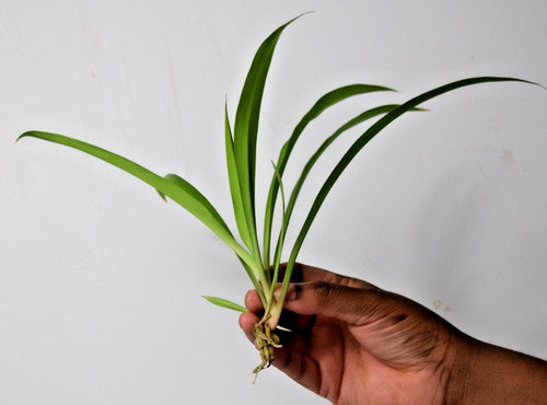 Shamrock spider plant - shamrock,