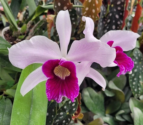 Cattleya laelia purpurata - cattleya, /