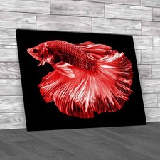 Vibrant Siamese Fighting Fish
