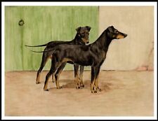 MANCHESTER TERRIER DOGS