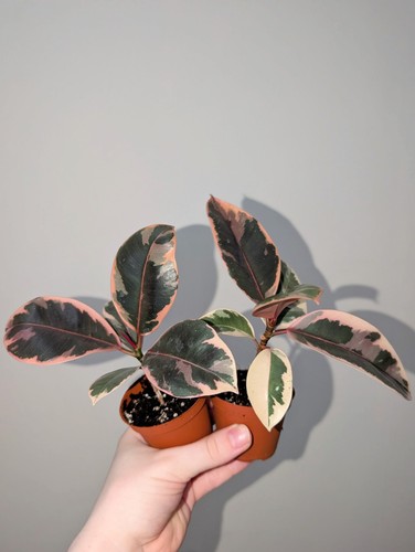 Variegated rubber plant ficus - variegated,