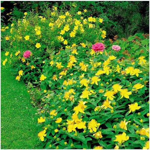 John s wort - [x2],