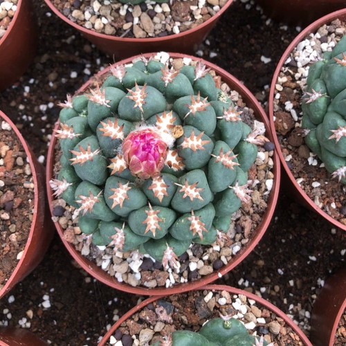 7cm succulent cactus - succulent,