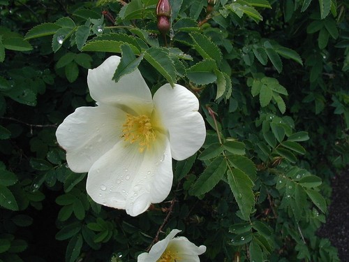 Fragrant rosa spinosissima - fragrant,