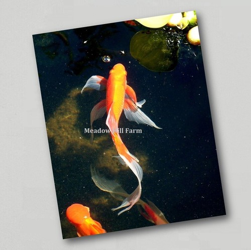 Fridge magnet goldfish - fridge, classic