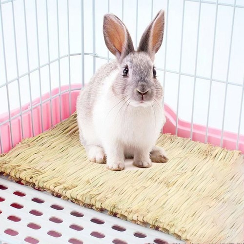 Pet rabbit grass - rabbit, mat