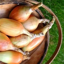 Onions White Elista Tasty