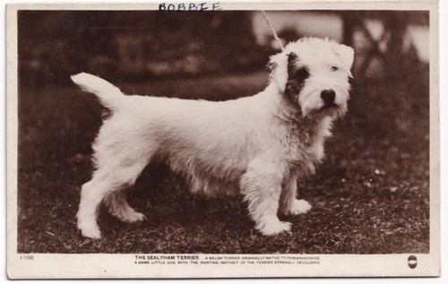 Vintage sealyham terrier dog - vintage,
