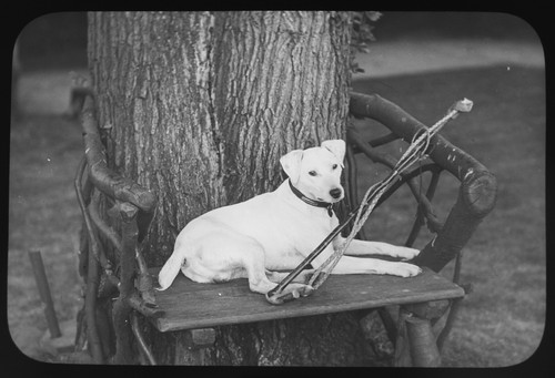Photograph dog called tiny - photograph,