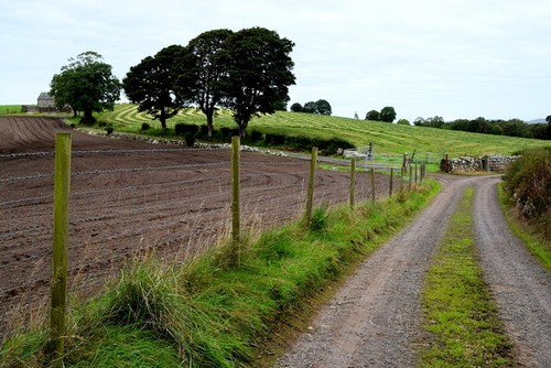 Photo 6x4 country lane carony - country,