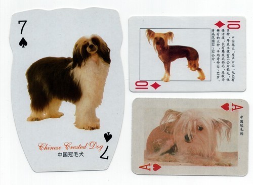 Chinese crested collection - chinese, of