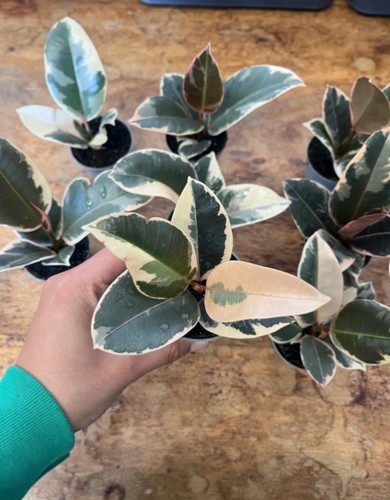 Rubber plant ficus elastica - plant,