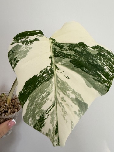 Monstera albo variegata - albo,