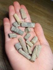 Collection of 15 UK Crinoid