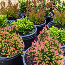 Calluna Heathers | Large