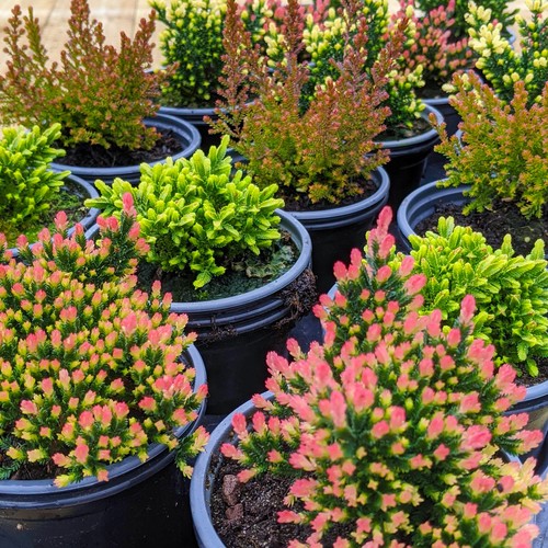 Calluna heathers large - calluna,