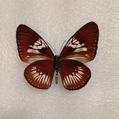 Euploea eupator butterfly set - euploea,