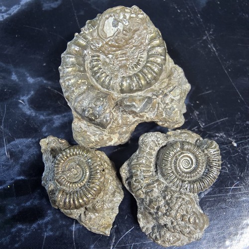 Pyrite ammonite fossils - pyrite,