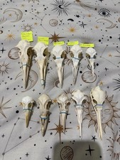 BUNDLE 10x British Sea Bird