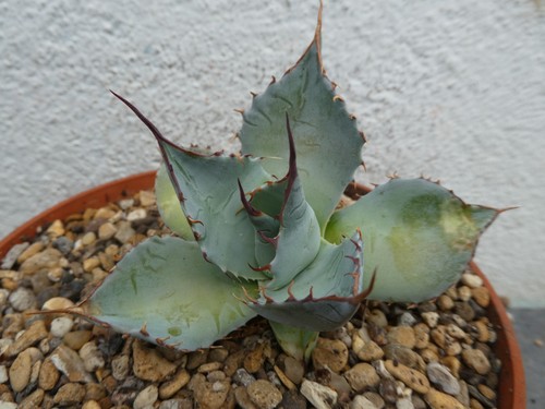 Agave parrasana shown - agave, 14cm