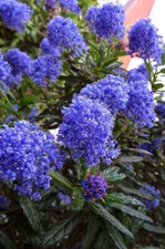 Ceanothus Italian Skies - Long