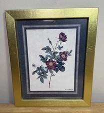 ‘Rosa Alpina Vulgaris’