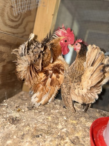 Dozen serama chicken - a,