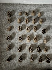 30 Pine Cones 65-90 mm Fir