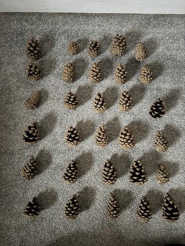 Pine cones mm fir - pine, 65-90