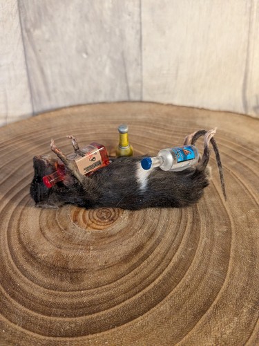 Bad taxidermy mouse derpy - bad,