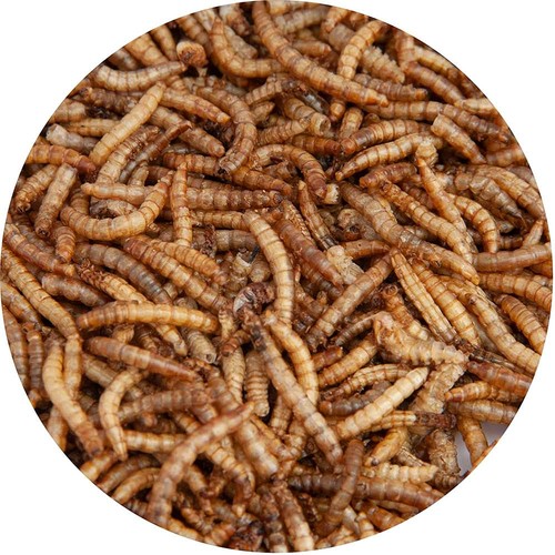 Walter meal worms - meal,